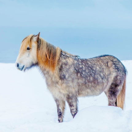 Tushita Magische Paarden Kalender 2027