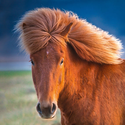 Tushita Magische Paarden Kalender 2027