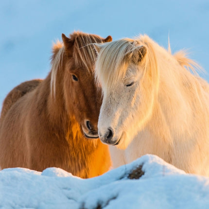 Tushita Magische Paarden Kalender 2027