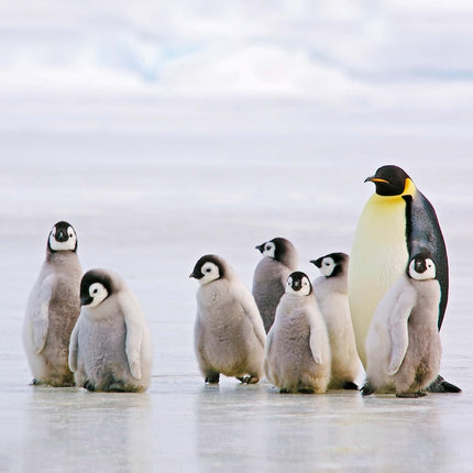 Tushita Pinguin Kalender 2026