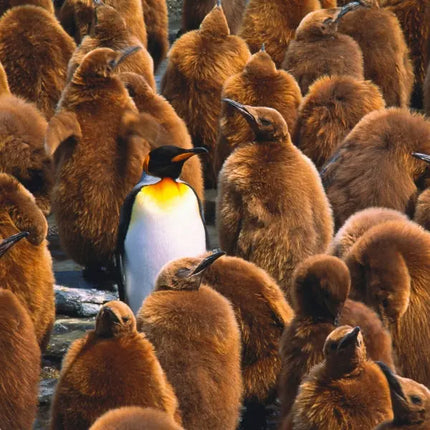 Tushita Pinguin Kalender 2027
