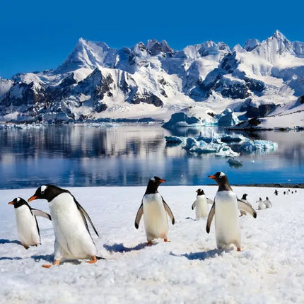 Tushita Pinguin Kalender 2027