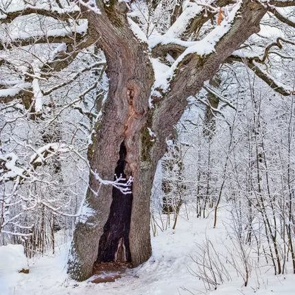 Tushita Prachtige Bomen Kalender 2027