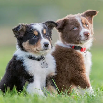 Tushita Puppies Kalender 2027