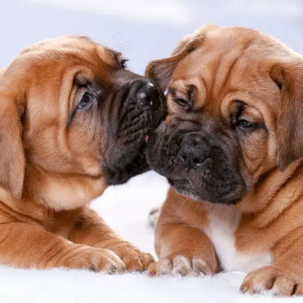 Tushita Puppies Kalender 2027