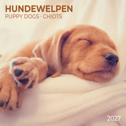 Tushita Puppies Kalender 2027