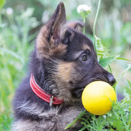 Tushita Puppies Kalender 2027