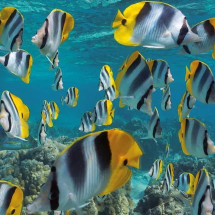Tushita Sea Animals Kalender 2027