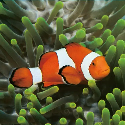 Tushita Sea Animals Kalender 2027