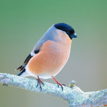 Tushita Vogels Kalender 2027