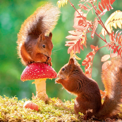 Tushita Woodlands Kalender 2027