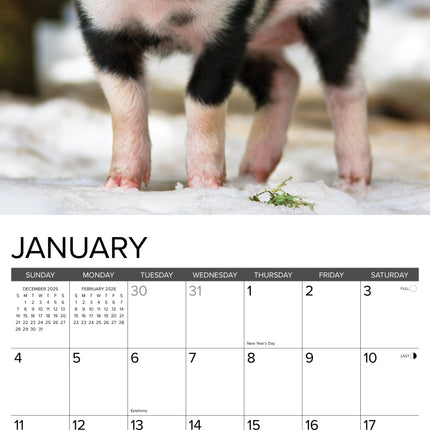 Willow Creek 12 Little Piggies Kalender 2026