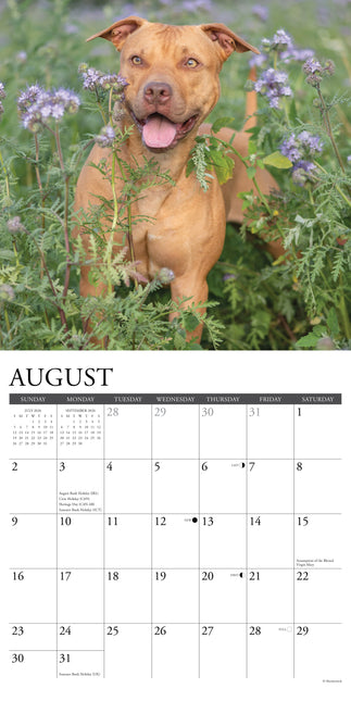 Willow Creek American Pit Bull Terrier Kalender 2026