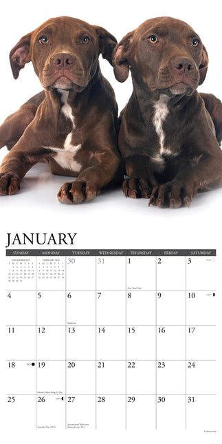 Willow Creek American Pit Bull Terrier Puppies Kalender 2026