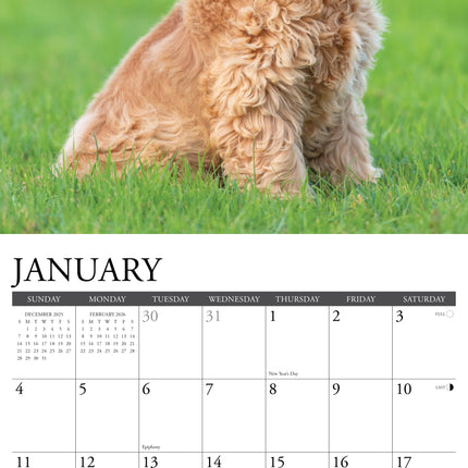 Willow Creek Amerikaanse Cocker Spaniel Kalender 2026
