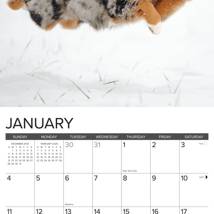 Willow Creek Australian Shepherd Kalender 2027