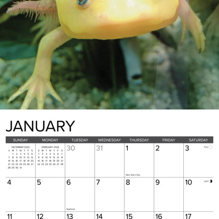 Willow Creek Axolotls Kalender 2026