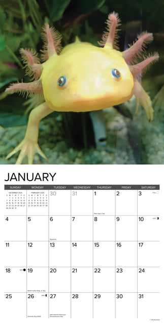 Willow Creek Axolotls Kalender 2026