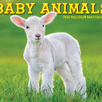 Willow Creek Baby Dieren Scheurkalender 2027 Boxed