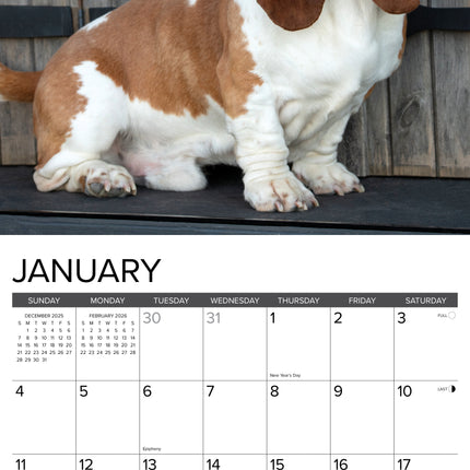 Willow Creek Basset Hound Kalender 2026