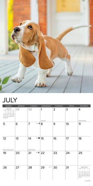 Willow Creek Basset Hound Puppies Kalender 2026