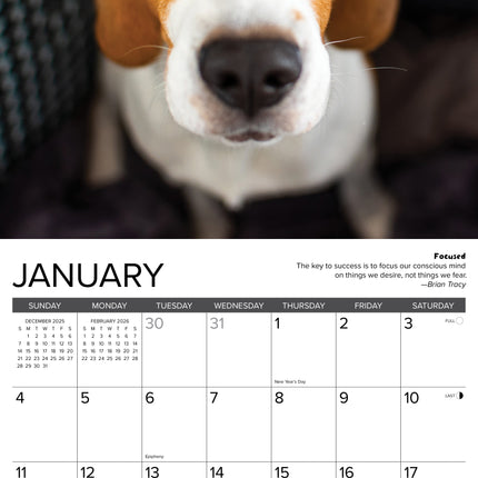 Willow Creek Beagle Rules Kalender 2026