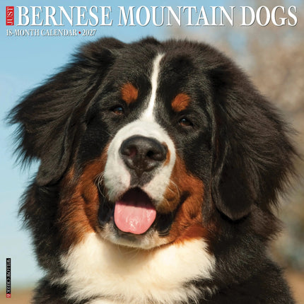 Willow Creek Berner Sennen Kalender 2027