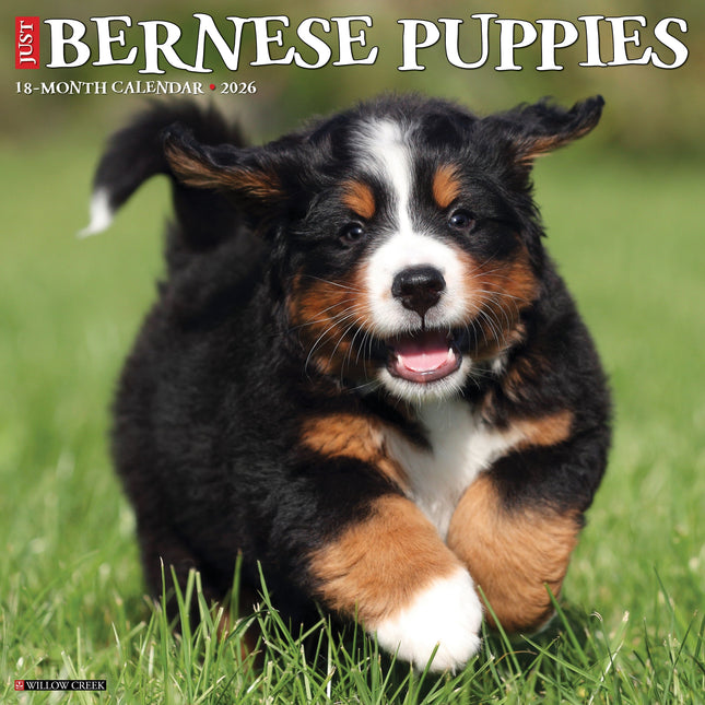 Berner Cheap Bernese Mountain Dog Puppies For Sale Berner Babies