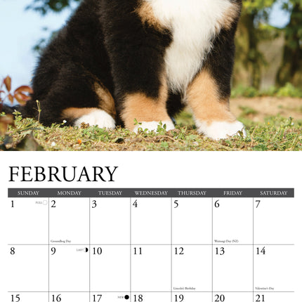 Willow Creek Berner Sennen Puppies Kalender 2026