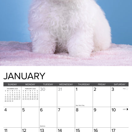 Willow Creek Bichon Frise Puppies Kalender 2026