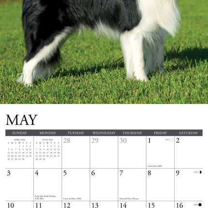 Willow Creek Border Collie Kalender 2026