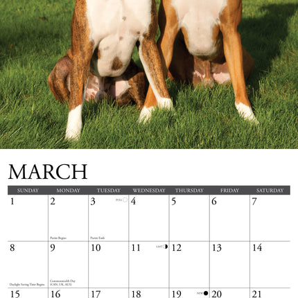 Willow Creek Boxer Kalender 2027
