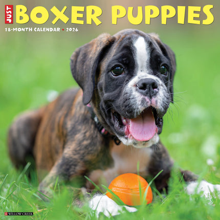Willow Creek Boxer Puppies Kalender 2026