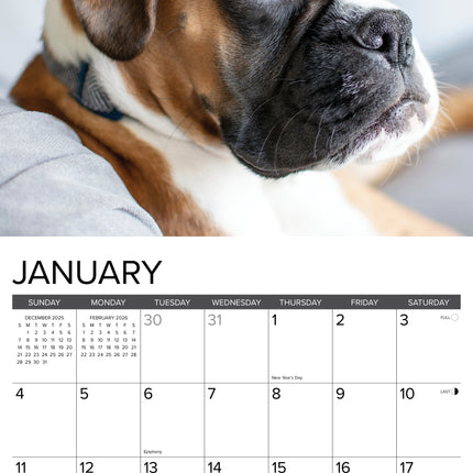 Willow Creek Boxer Puppies Kalender 2026