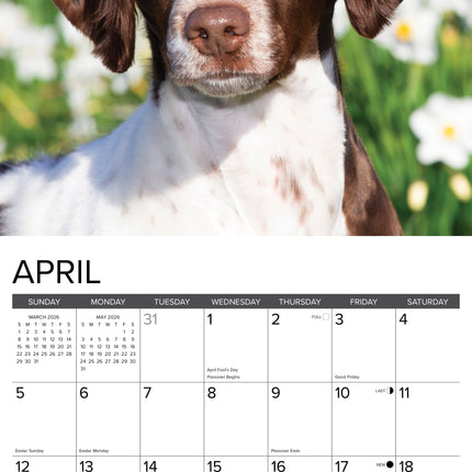 Willow Creek Brittany Spaniel Kalender 2026