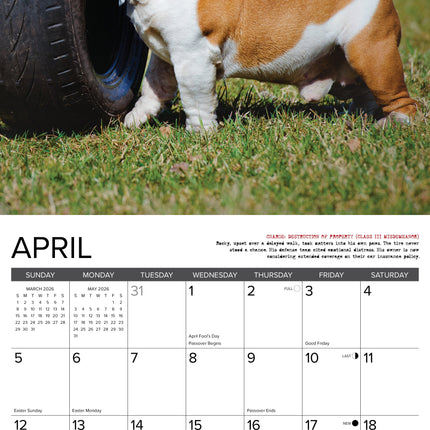 Willow Creek Bulldog Bad Boys Kalender 2026