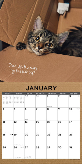 Willow Creek Cat in a Box Kalender 2026