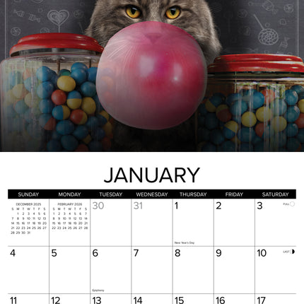 Willow Creek Catspirations Kalender 2026
