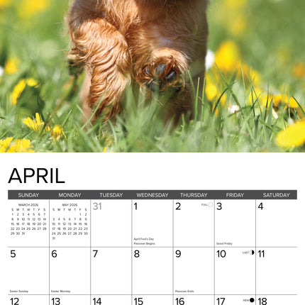 Willow Creek Cavalier King Charles Spaniel Puppies Kalender 2026