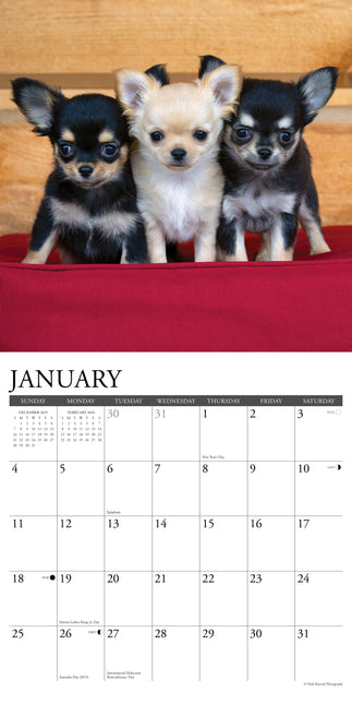 Willow Creek Chihuahua Kalender 2026