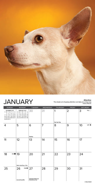 Willow Creek Chihuahua Kalender 2026 Mini
