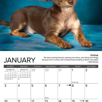 Willow Creek Chihuahua Kalender 2027 Mini