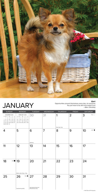 Willow Creek Chihuahua Rules Kalender 2026
