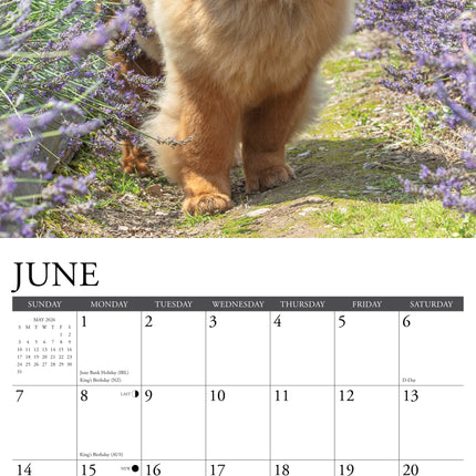 Willow Creek Chow Chow Kalender 2026