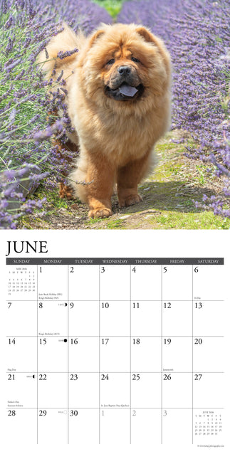 Willow Creek Chow Chow Kalender 2026