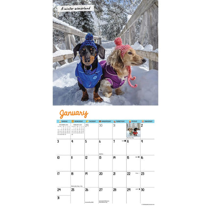 Willow Creek Crusoe de Teckel Kalender 2027 Mini
