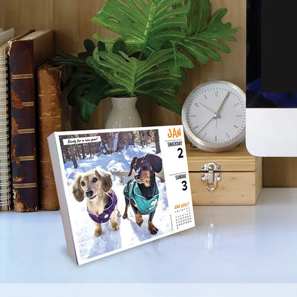 Willow Creek Crusoe de Teckel Scheurkalender 2027 Boxed