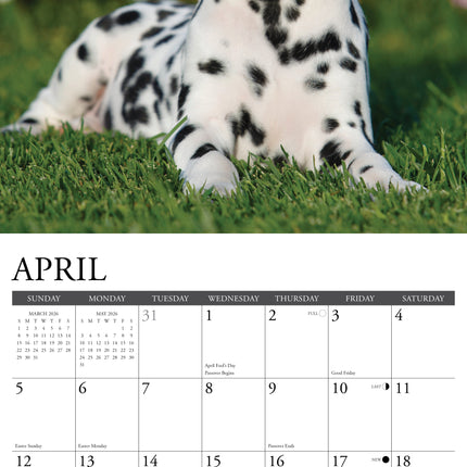 Willow Creek Dalmatiër Kalender 2026