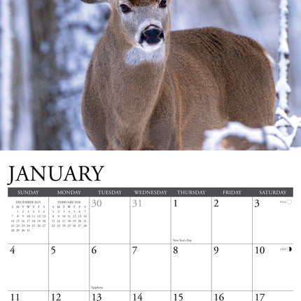 Willow Creek Damherten Kalender 2026
