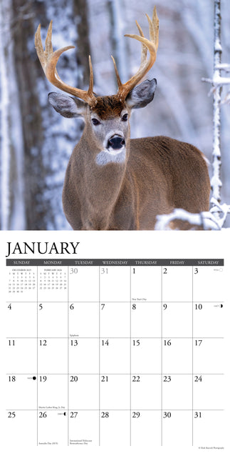 Willow Creek Damherten Kalender 2026